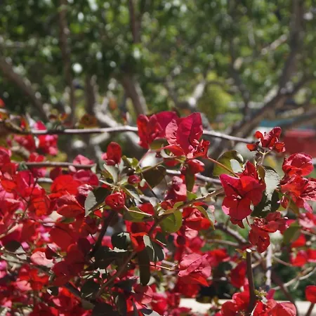 Les Jardins De Santa Giulia - Charmante D'hôte